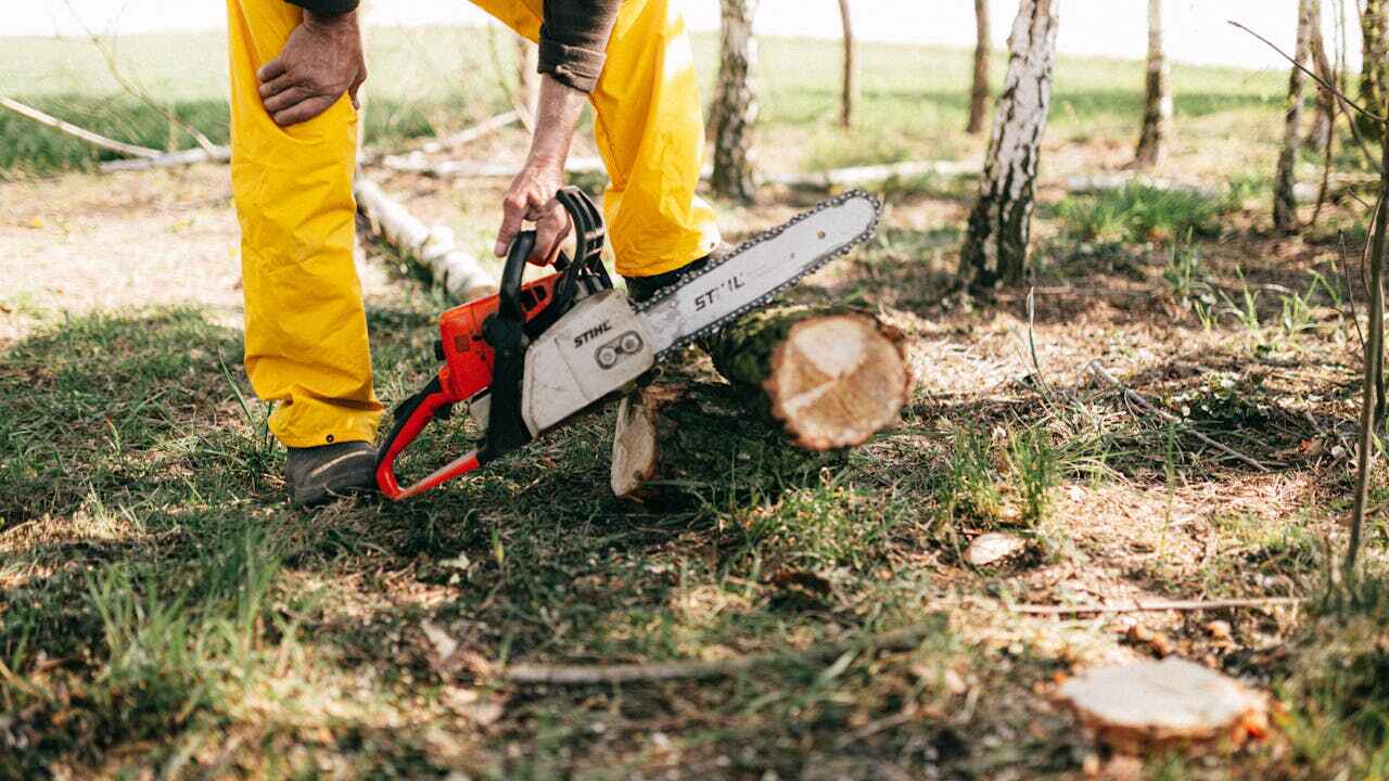 Professional Tree Service in Inglis, FL